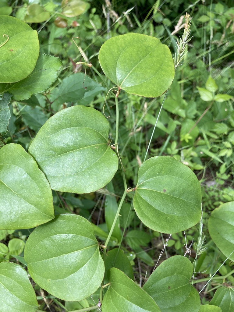 roundleaf greenbrier from Myrtle Grove Rd, La Plata, MD, US on May 20