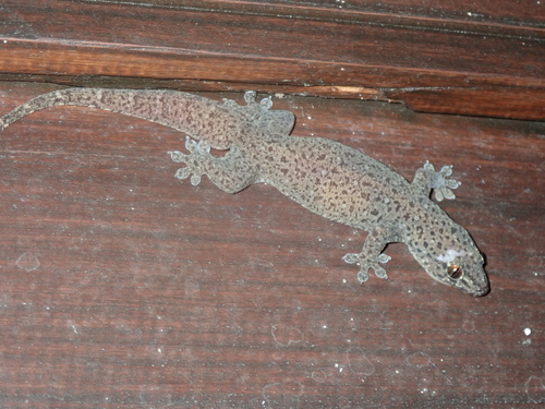 Common Four-clawed Gecko