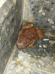 Rhinella arenarum