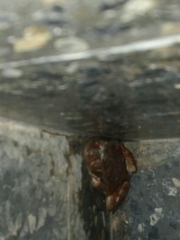 Rhinella arenarum