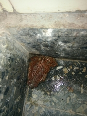 Rhinella arenarum