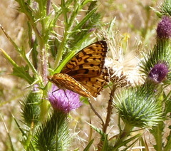 Speyeria coronis