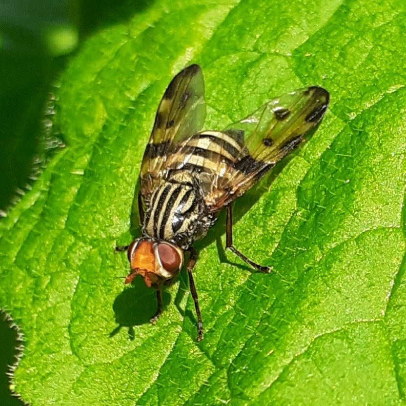Otites porcus