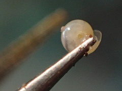 Vitrea contracta