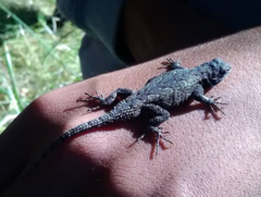 Sceloporus lemosespinali