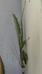 Stagmomantis limbata