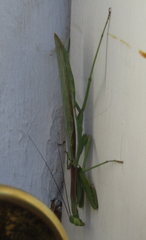 Stagmomantis limbata