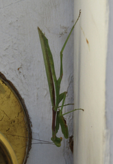 Stagmomantis limbata