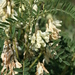 Iberian Milkvetch - Photo (c) Wildlife Travel, some rights reserved (CC BY-NC-ND)