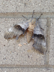 Pachysphinx occidentalis