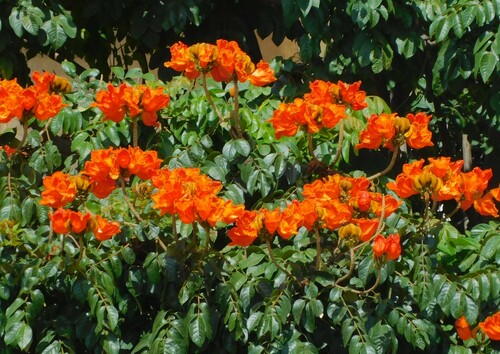 African tulip tree