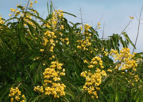 whitebark senna