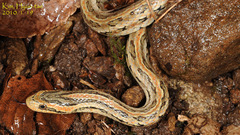 Oocatochus rufodorsatus