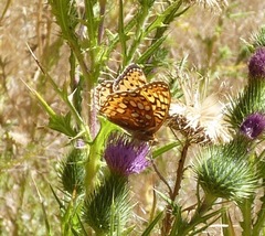 Speyeria coronis