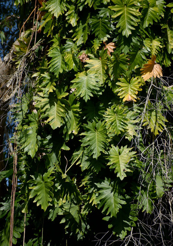 Philodendron lacerum