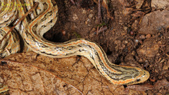 Oocatochus rufodorsatus