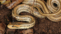 Oocatochus rufodorsatus