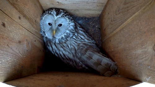 Strix uralensis