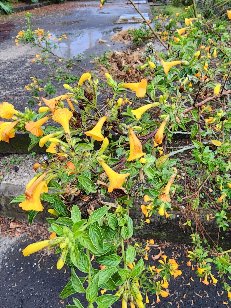 marmaladebush from Rionegro, Antioquia, Colombia on May 20, 2023 at 05