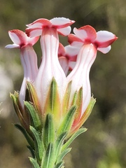 Erica ampullacea