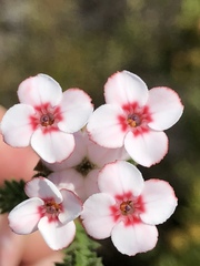 Erica ampullacea