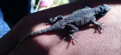 Sceloporus lemosespinali