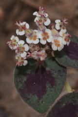 Euphorbia umbellulata