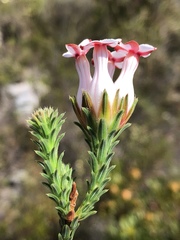 Erica ampullacea