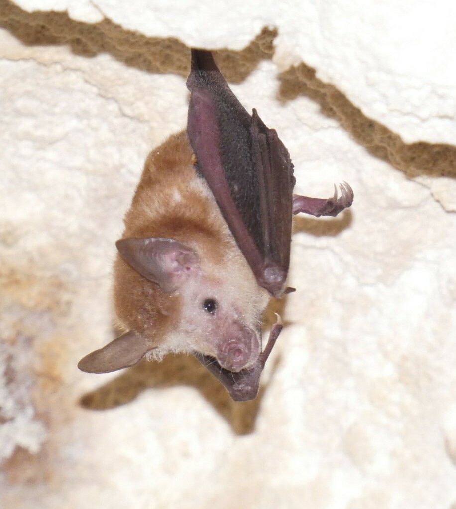 Buffy Flower Bat