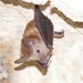 Buffy Flower Bat - Photo (c) Kristin A. Bakkegard, some rights reserved (CC BY-NC), uploaded by Kristin A. Bakkegard