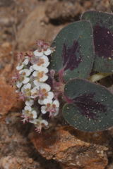 Euphorbia umbellulata