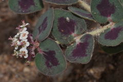 Euphorbia umbellulata