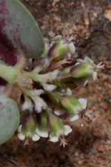 Euphorbia umbellulata