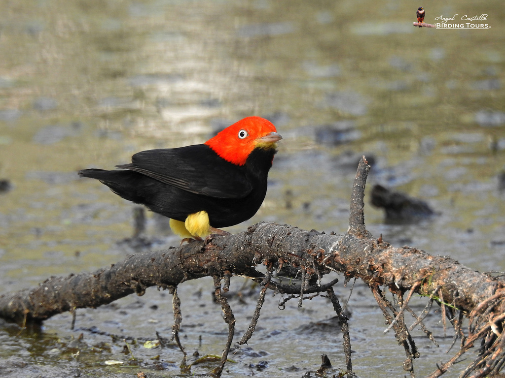 tekst forælder George Stevenson Red-capped Manakin (A Birding Field Guide To The Birds of Panama&#39;s  Rainforest) · iNaturalist