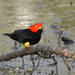 Red-capped Manakin - Photo (c) angel_castillo_birdingtours, some rights reserved (CC BY-NC), uploaded by angel_castillo_birdingtours