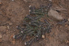 Euphorbia umbellulata