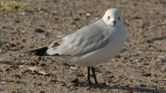 Ichthyaetus relictus