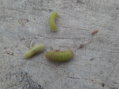Insecta