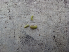 Insecta