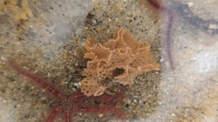 Phidolopora pacifica