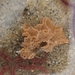 Phidolopora pacifica