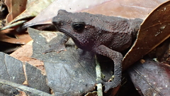 Rhinella festae