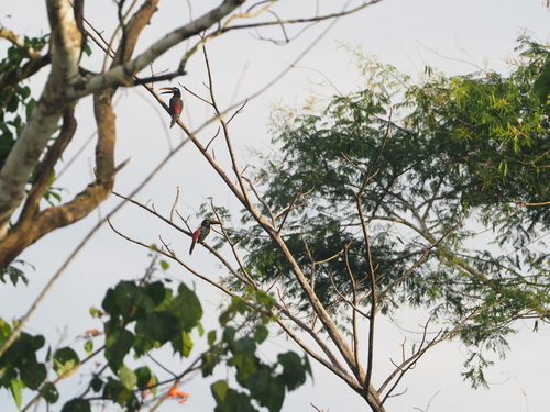 Chestnut-eared Aracari