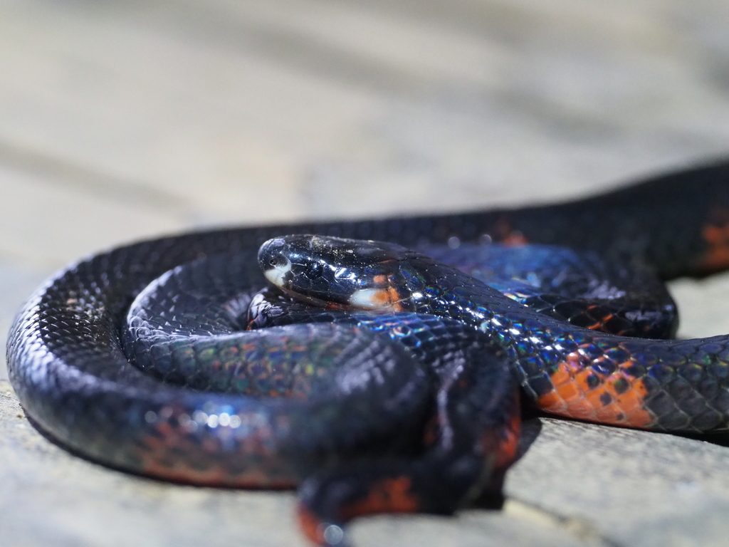 Steindachner's Coralsnake
