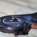 Steindachner's Coralsnake - Photo (c) sternberg_science_camps, some rights reserved (CC BY-NC-ND)