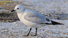 Ichthyaetus relictus