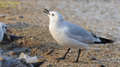 Ichthyaetus relictus