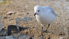 Ichthyaetus relictus