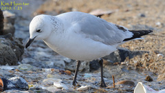 Ichthyaetus relictus