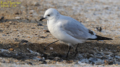 Ichthyaetus relictus